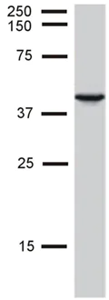 Western blot - Anti-Cytokeratin 19 antibody [BA-17] (AB7755)