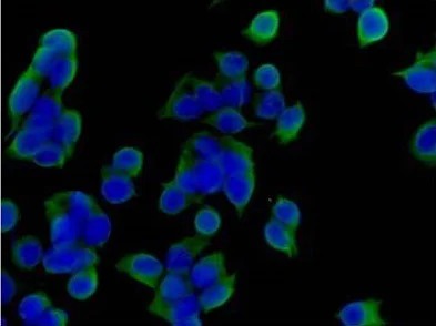 Immunocytochemistry/ Immunofluorescence - Anti-Cytokeratin 19 antibody [EP1580Y] - BSA and Azide free (AB195872)