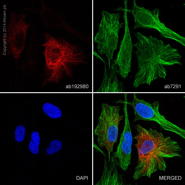 Immunocytochemistry/ Immunofluorescence - Anti-Cytokeratin 19 antibody [EP1580Y] - BSA and Azide free (AB195872)