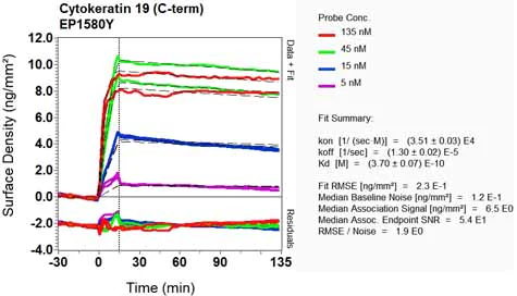 OI-RD Scanning - Anti-Cytokeratin 19 antibody [EP1580Y] - BSA and Azide free (AB195872)