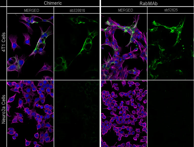 Immunocytochemistry/ Immunofluorescence - Anti-Cytokeratin 19 antibody [EP1580Y] - Cytoskeleton Marker (AB52625)