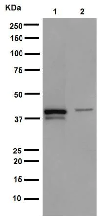 Western blot - Anti-Cytokeratin 19 antibody [EP1580Y] - Cytoskeleton Marker (AB52625)