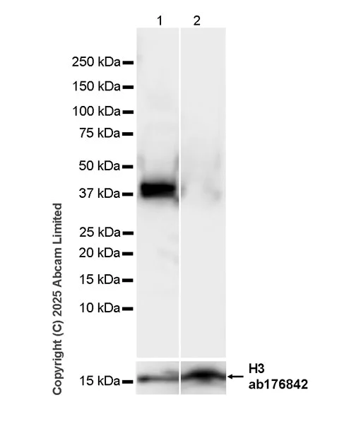 Western blot - Anti-Cytokeratin 19 antibody [EP1580Y] - Mouse IgG2a (Chimeric) - BSA and Azide free (AB324850)