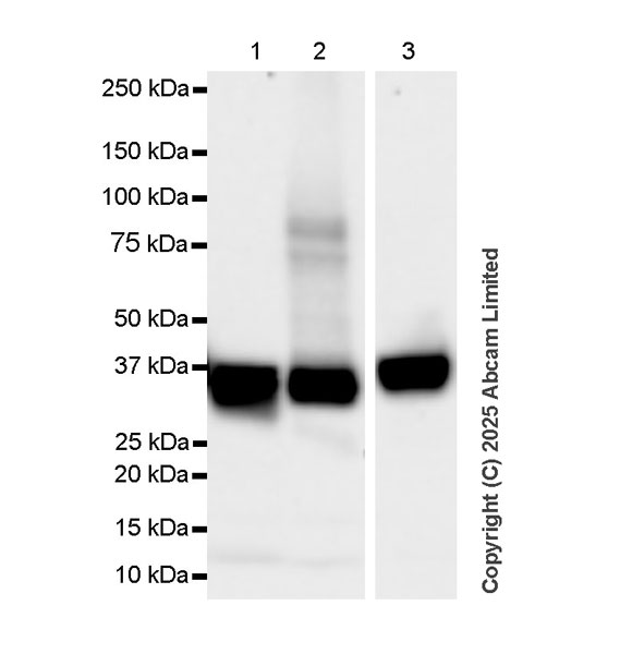 Western blot - Anti-Cytokeratin 19 antibody [EP1580Y] - Rat IgG2a (Chimeric) (ab323561), expandable thumbnail