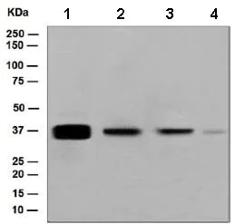 Western blot - Anti-Cytokeratin 19 antibody [EPNCIR127B] (AB133496)