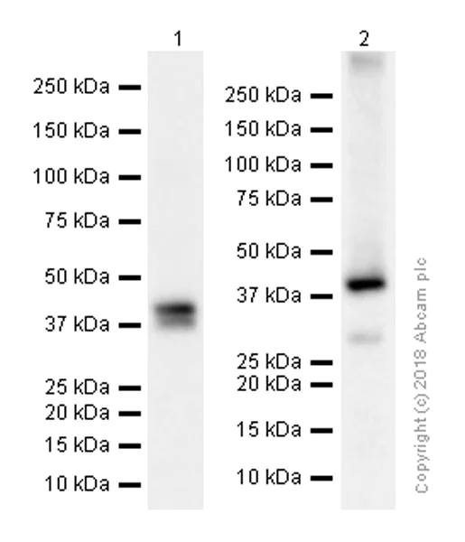Western blot - Anti-Cytokeratin 19 antibody [EPNCIR127B] (AB133496)
