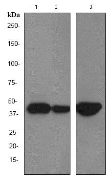 Western blot - Anti-Cytokeratin 19 antibody [EPR1579Y] (AB76539)