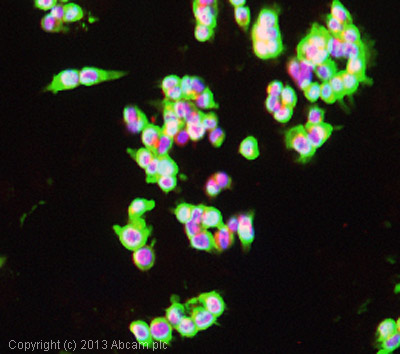 Immunocytochemistry/ Immunofluorescence - Anti-Cytokeratin 19 antibody [EPR1579Y] - BSA and Azide free (AB232566), expandable thumbnail