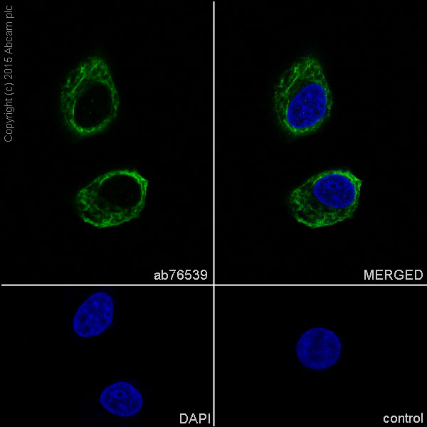Immunocytochemistry/ Immunofluorescence - Anti-Cytokeratin 19 antibody [EPR1579Y] - BSA and Azide free (AB232566), expandable thumbnail