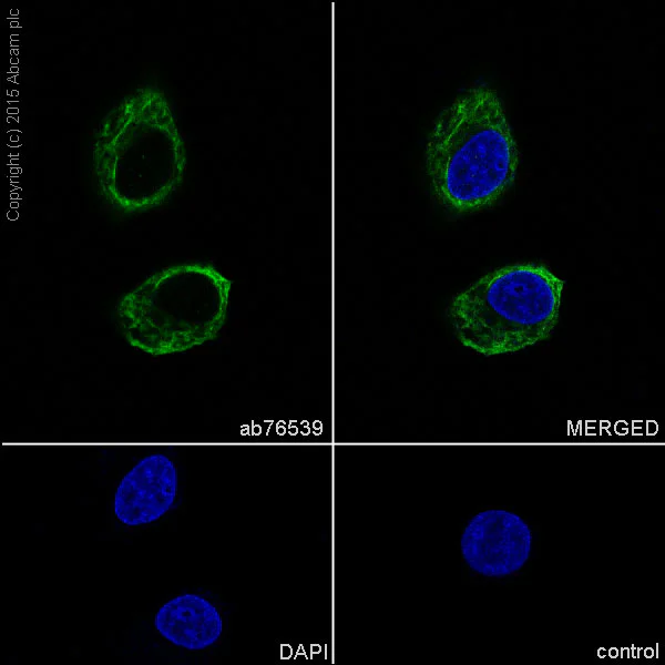 Immunocytochemistry/ Immunofluorescence - Anti-Cytokeratin 19 antibody [EPR1579Y] - BSA and Azide free (AB232566)