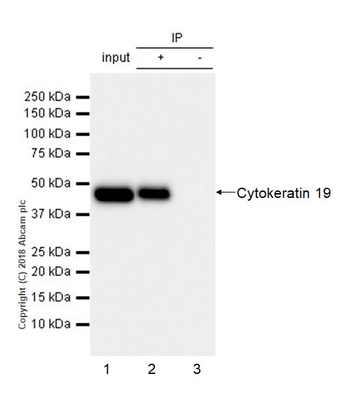 Immunoprecipitation - Anti-Cytokeratin 19 antibody [EPR1579Y] - BSA and Azide free (AB232566), expandable thumbnail