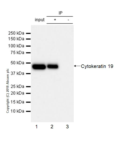 Immunoprecipitation - Anti-Cytokeratin 19 antibody [EPR1579Y] - BSA and Azide free (AB232566)