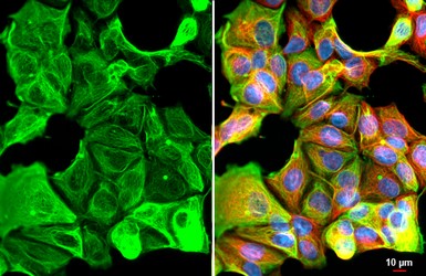Immunocytochemistry/ Immunofluorescence - Anti-Cytokeratin 19 antibody [HL1165] - BSA and Azide free (AB313831), expandable thumbnail