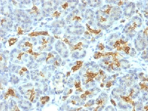 Immunohistochemistry (Formalin/PFA-fixed paraffin-embedded sections) - Anti-Cytokeratin 19 antibody [KRT19/799] - BSA and Azide free (AB212571)