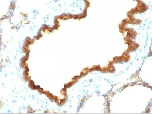 Immunohistochemistry (Formalin/PFA-fixed paraffin-embedded sections) - Anti-Cytokeratin 19 antibody [KRT19/800] (AB220193)