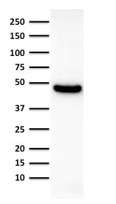 Western blot - Anti-Cytokeratin 19 antibody [KRT19/800] (AB220193)