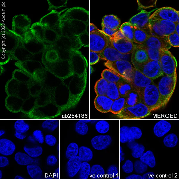 Immunocytochemistry/ Immunofluorescence - Anti-Cytokeratin 19 antibody [LP2K] - BSA and Azide free (AB255939)
