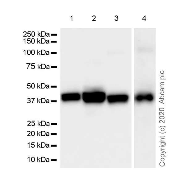 Western blot - Anti-Cytokeratin 19 antibody [LP2K] - BSA and Azide free (AB255939)