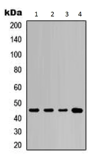Western blot - Anti-Cytokeratin 20 antibody - C-terminal (AB230524)