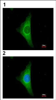 Immunocytochemistry/ Immunofluorescence - Anti-Cytokeratin 20 antibody - Cytoskeleton Marker (AB97511)