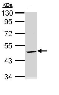 Western blot - Anti-Cytokeratin 20 antibody - Cytoskeleton Marker (AB97511)