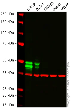 Western blot - Anti-Cytokeratin 20 antibody [EPR1622Y] - BSA and Azide free (AB219589)