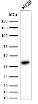 Western blot - Anti-Cytokeratin 20 antibody [KRT20/1993] (AB268107)