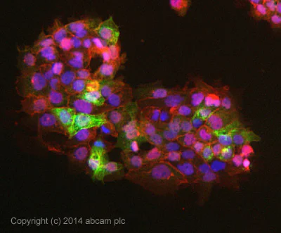 Immunocytochemistry/ Immunofluorescence - Anti-Cytokeratin 4 antibody [EP1599Y] - BSA and Azide free (AB247316)