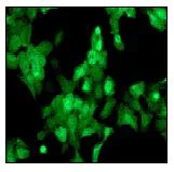 Immunocytochemistry/ Immunofluorescence - Anti-Cytokeratin 4 antibody [EPR1598] - BSA and Azide free (AB247558)