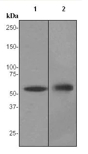 Western blot - Anti-Cytokeratin 4 antibody [EPR1598] - BSA and Azide free (AB247558)