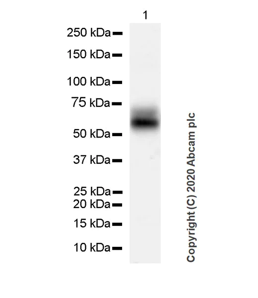 Western blot - Anti-Cytokeratin 5 + 6 + 18 antibody [LP34] - BSA and Azide free (AB256139)
