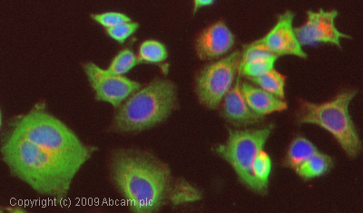 Immunocytochemistry/ Immunofluorescence - Anti-Cytokeratin 5 antibody - Cytoskeleton Marker (AB53121), expandable thumbnail