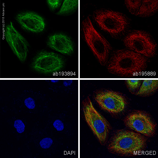 Immunocytochemistry/ Immunofluorescence - Anti-Cytokeratin 5 antibody [EP1601Y] - BSA and Azide free (AB214586), expandable thumbnail