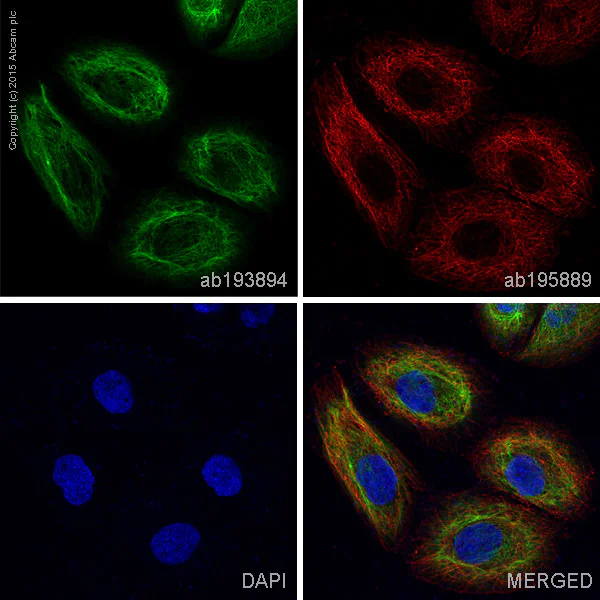 Immunocytochemistry/ Immunofluorescence - Anti-Cytokeratin 5 antibody [EP1601Y] - BSA and Azide free (AB214586)
