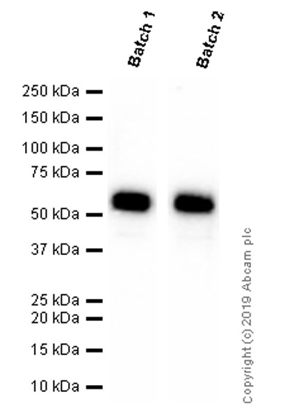 Western blot - Anti-Cytokeratin 5 antibody [EP1601Y] - BSA and Azide free (AB214586), expandable thumbnail