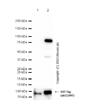Western blot - Anti-Cytokeratin 5 antibody [EP1601Y] - BSA and Azide free (ab214586), expandable thumbnail
