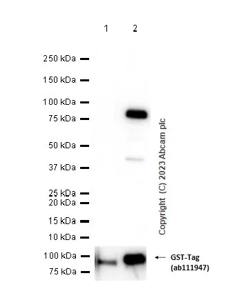 Western blot - Anti-Cytokeratin 5 antibody [EP1601Y] - BSA and Azide free (AB214586)