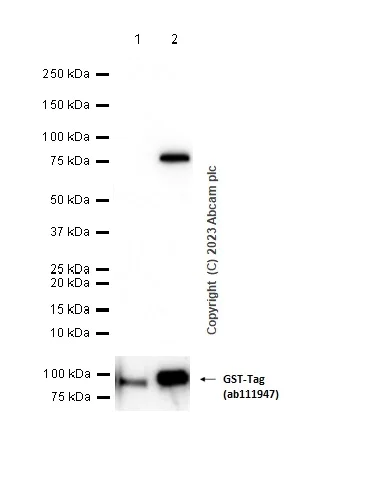 Western blot - Anti-Cytokeratin 5 antibody [EPR1600Y] (AB75869)