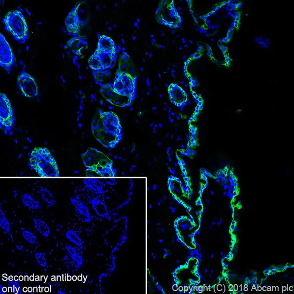 Immunohistochemistry (Frozen sections) - Anti-Cytokeratin 5 antibody [SP27] - BSA and Azide free (AB236216)