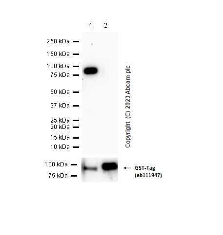 Western blot - Anti-Cytokeratin 6 antibody [EPR1603Y] (AB52620)