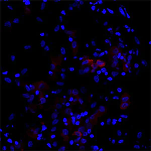 Immunohistochemistry (Frozen sections) - Anti-Cytokeratin 7 antibody (AB154334)