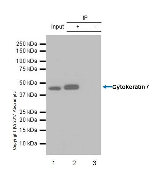Immunoprecipitation - Anti-Cytokeratin 7 antibody [EP1620Y] - BSA and Azide free (AB181832), expandable thumbnail