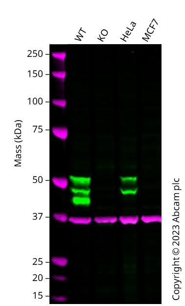Western blot - Anti-Cytokeratin 7 antibody [EP1620Y] - BSA and Azide free (AB181832), expandable thumbnail