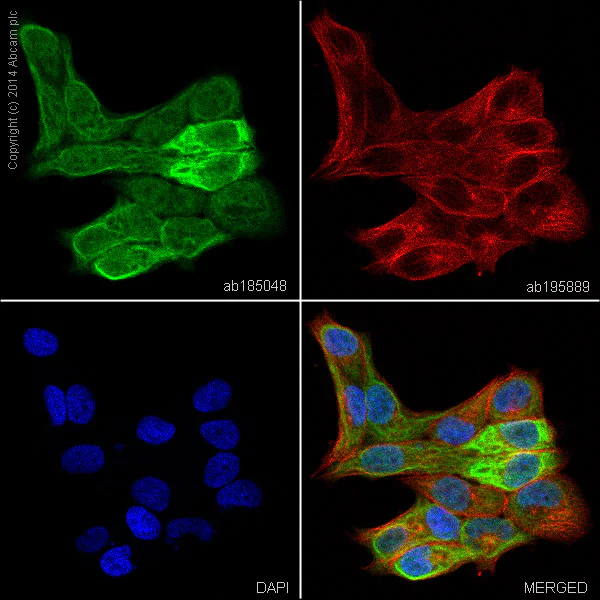 Immunocytochemistry/ Immunofluorescence - Anti-Cytokeratin 7 antibody [EPR1619Y] - BSA and Azide free (AB181831)