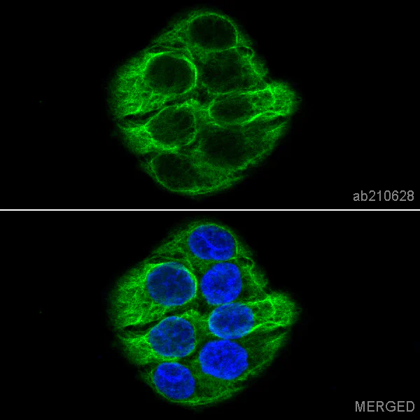 Immunocytochemistry/ Immunofluorescence - Anti-Cytokeratin 7 antibody [EPR1619Y] - BSA and Azide free (AB181831)