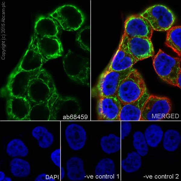 Immunocytochemistry/ Immunofluorescence - Anti-Cytokeratin 7 antibody [EPR1619Y] - Cytoskeleton Marker (AB68459)