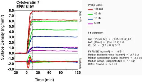 OI-RD Scanning - Anti-Cytokeratin 7 antibody [EPR1619Y] - Cytoskeleton Marker (AB68459)