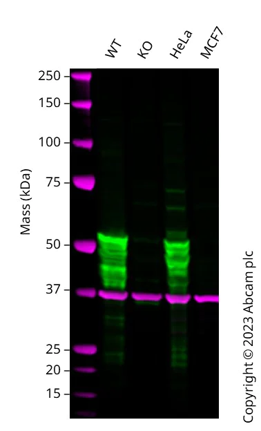 Western blot - Anti-Cytokeratin 7 antibody [EPR17078] - BSA and Azide free (AB220804)