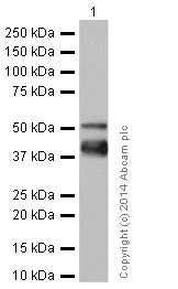 Western blot - Anti-Cytokeratin 7 antibody [EPR17078] - Cytoskeleton Marker (AB181598)