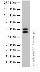 Western blot - Anti-Cytokeratin 7 antibody [EPR17079] - BSA and Azide free (AB251287)